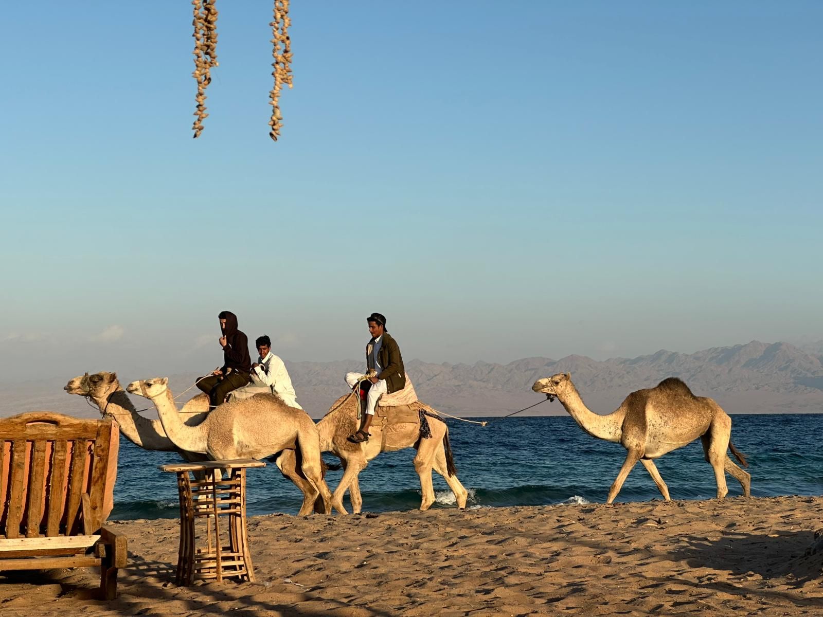 Egipto kelionė – kupranugariai eina Raudonosios jūros pakrante pro stovyklą